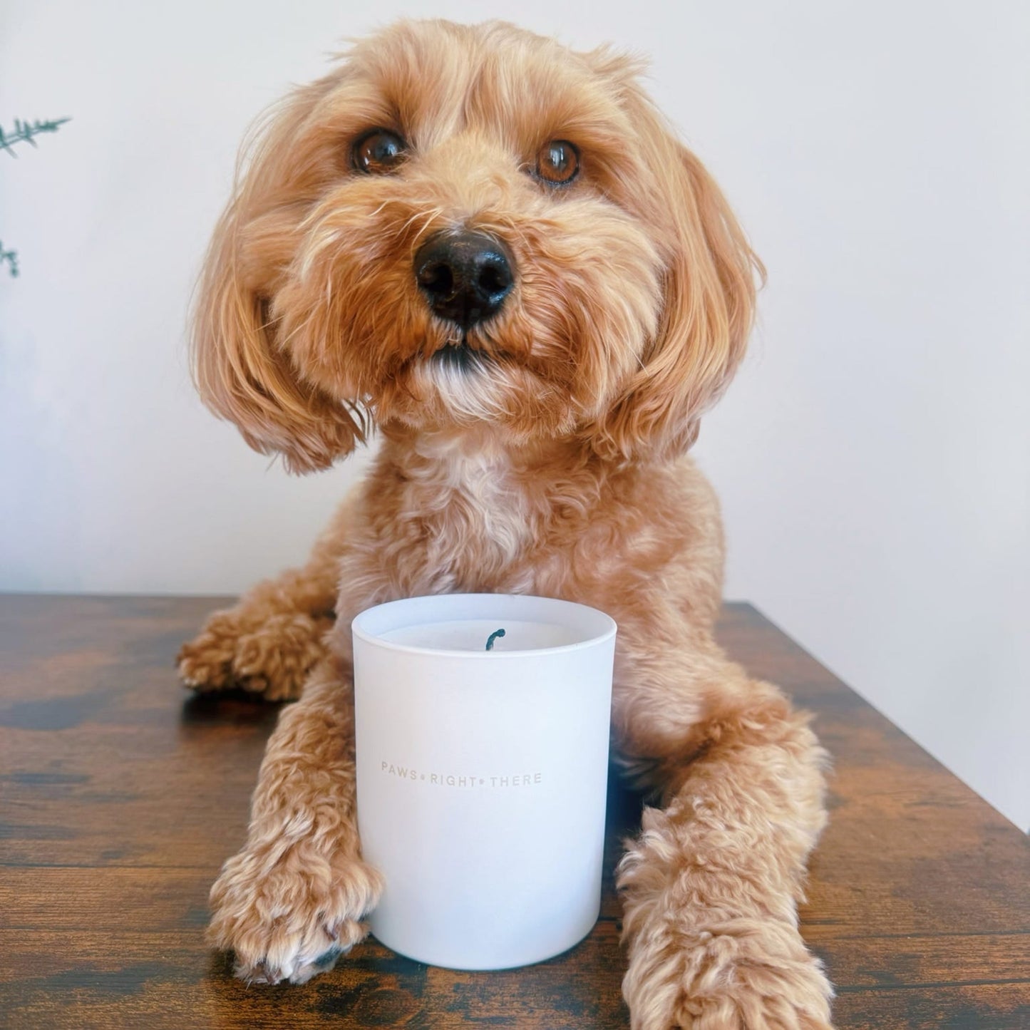 'Goodbye Anxiety' - Clean Burn Essential Oil Candle