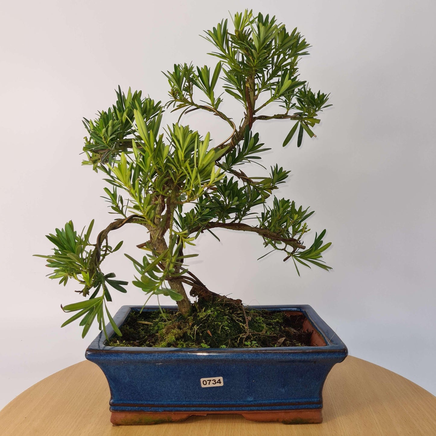 Buddhist Pine (Podocarpus Micro) Bonsai Tree | Shaped | In 30cm Pot
