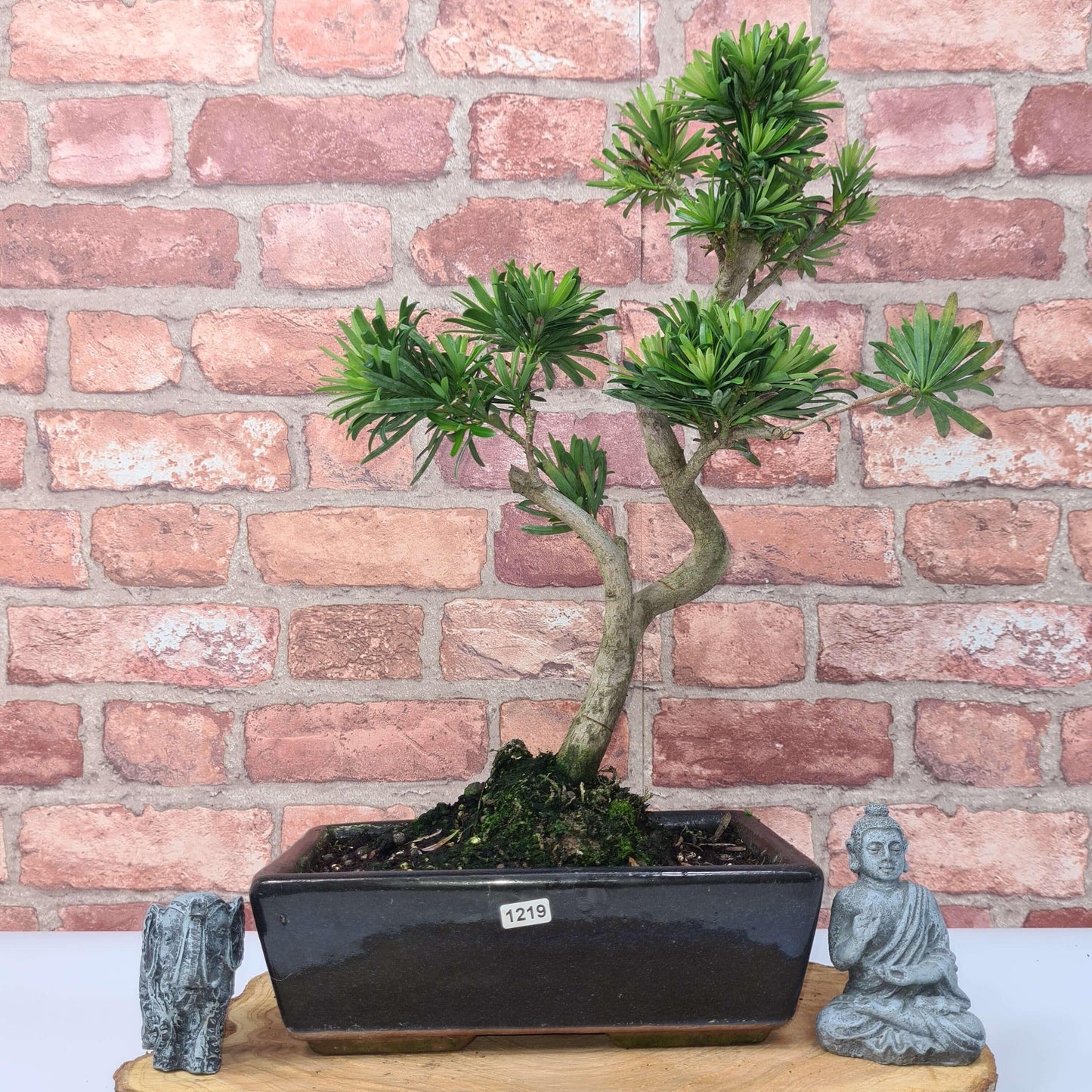 Buddhist Pine (Podocarpus Micro) Bonsai Tree | Shaped | In 30cm Pot