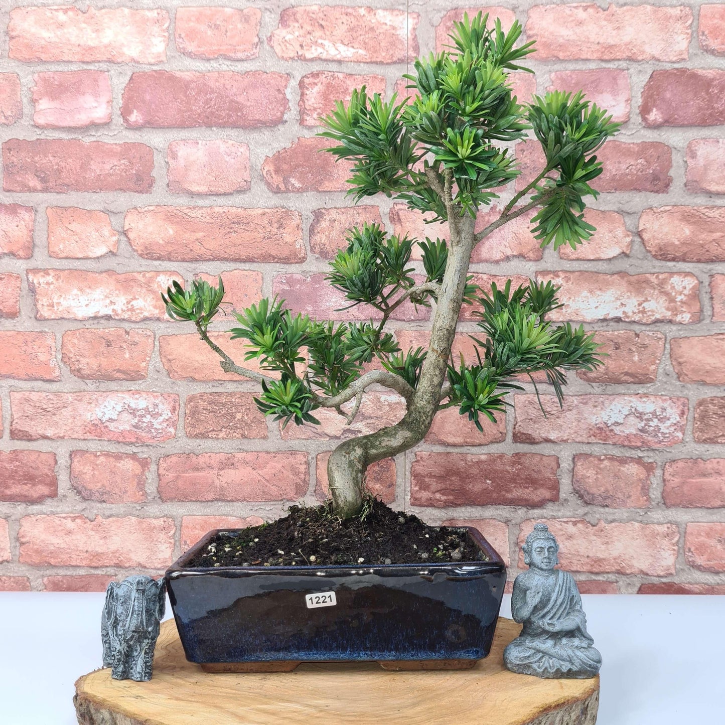 Buddhist Pine (Podocarpus Micro) Bonsai Tree | Shaped | In 30cm Pot