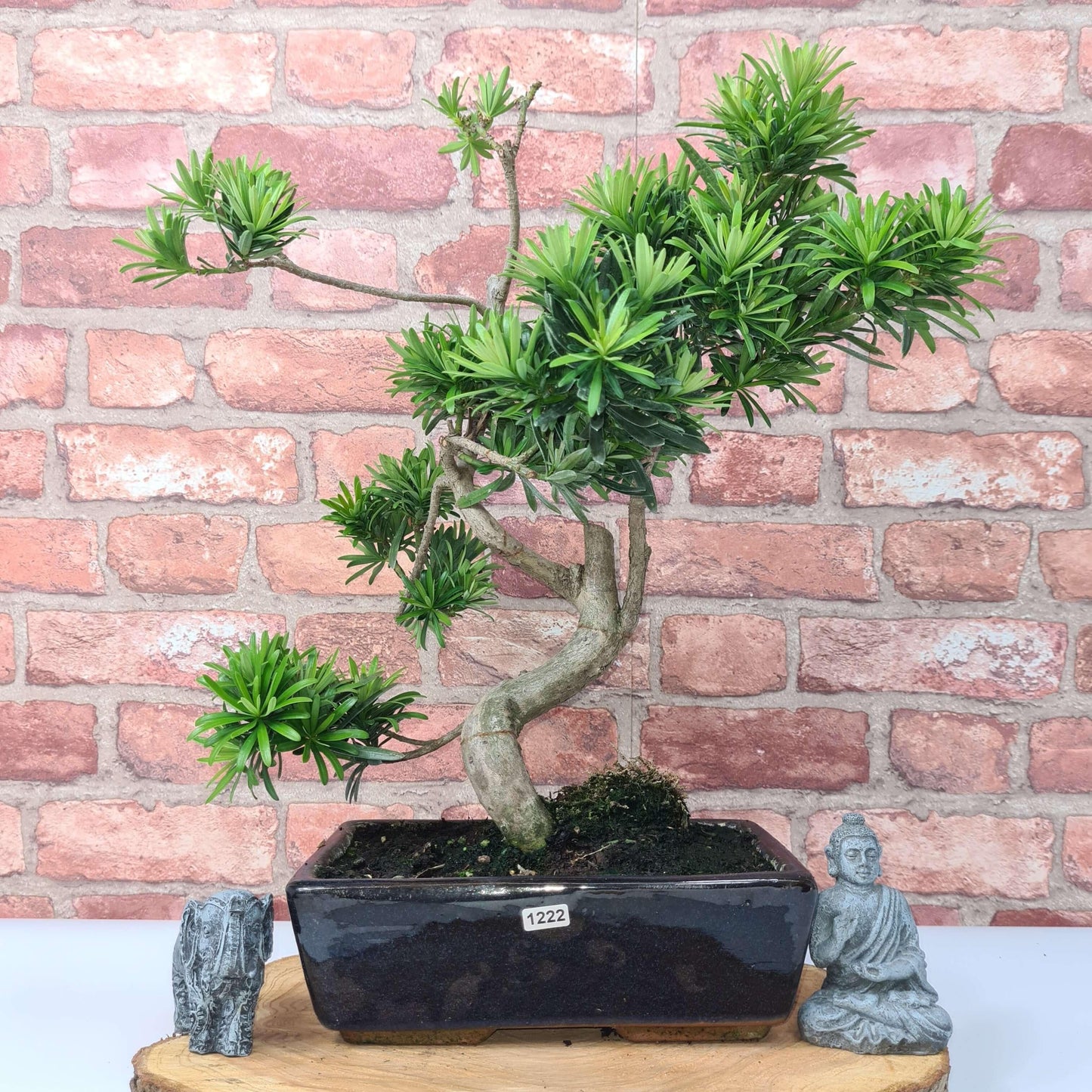 Buddhist Pine (Podocarpus Micro) Bonsai Tree | Shaped | In 30cm Pot