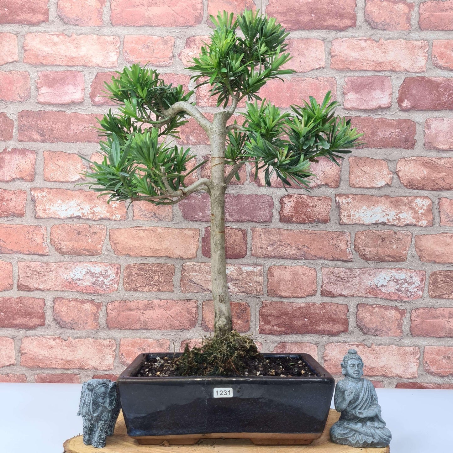 Buddhist Pine (Podocarpus Micro) Bonsai Tree | Shaped | In 30cm Pot