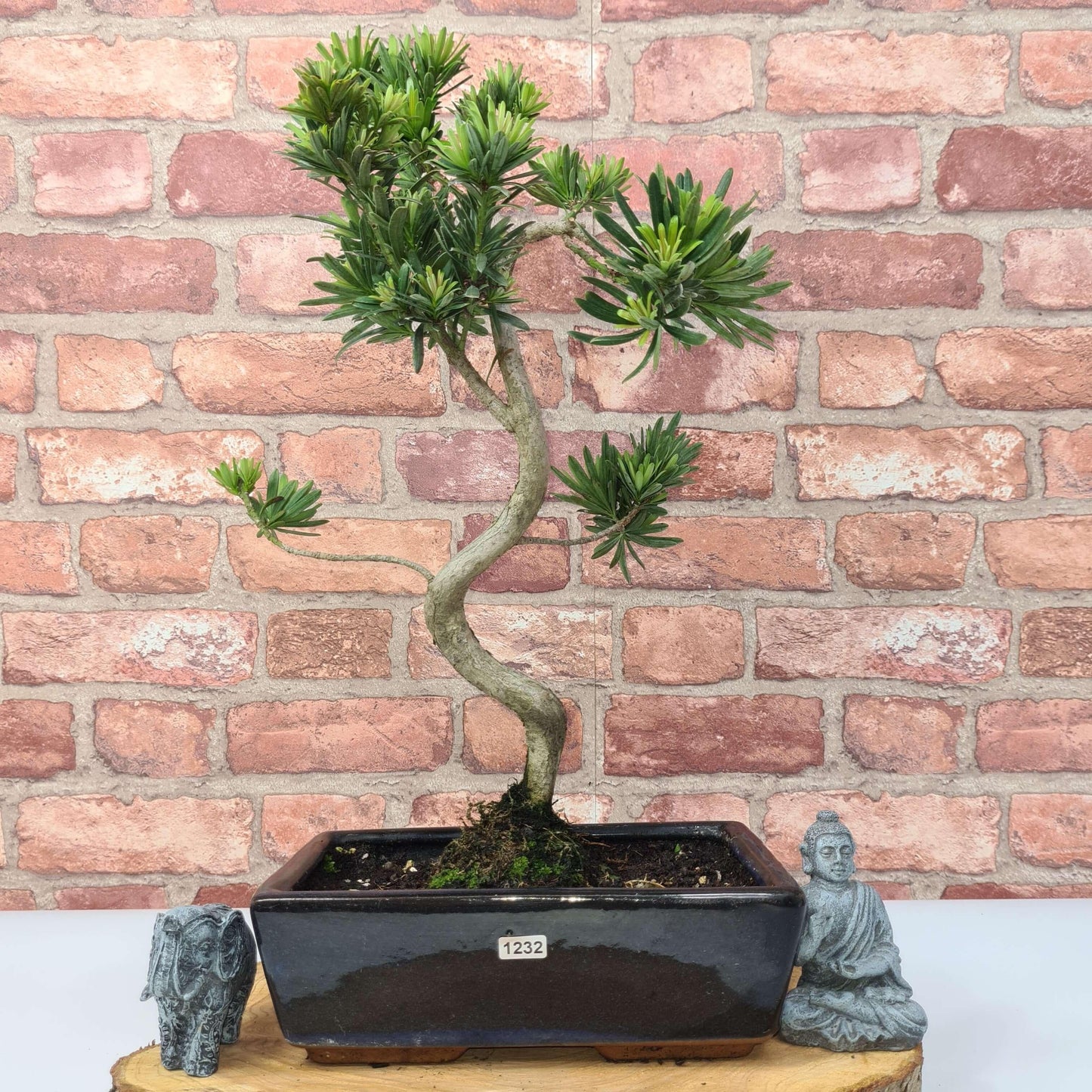 Buddhist Pine (Podocarpus Micro) Bonsai Tree | Shaped | In 30cm Pot
