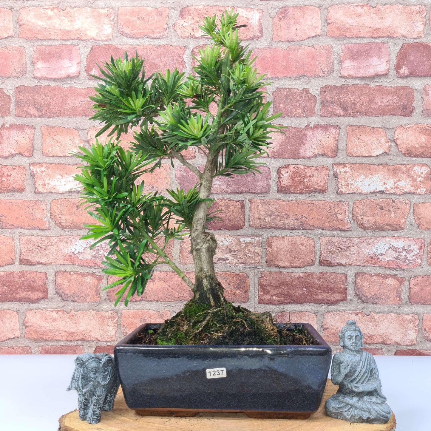 Buddhist Pine (Podocarpus Micro) Bonsai Tree | Shaped | In 30cm Pot