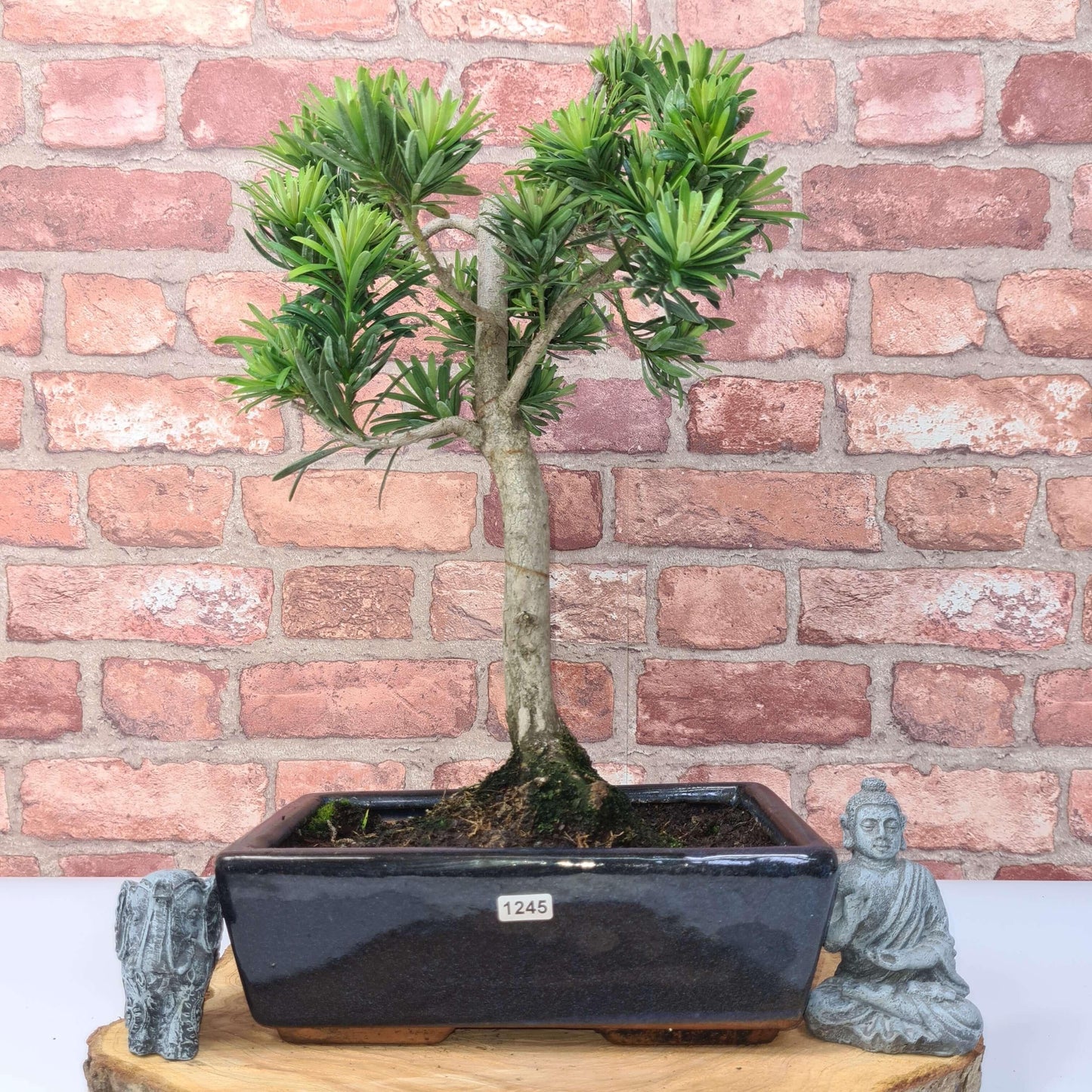 Buddhist Pine (Podocarpus Micro) Bonsai Tree | Shaped | In 30cm Pot