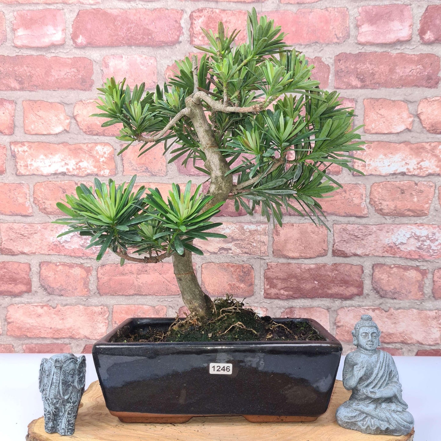 Buddhist Pine (Podocarpus Micro) Bonsai Tree | Shaped | In 30cm Pot