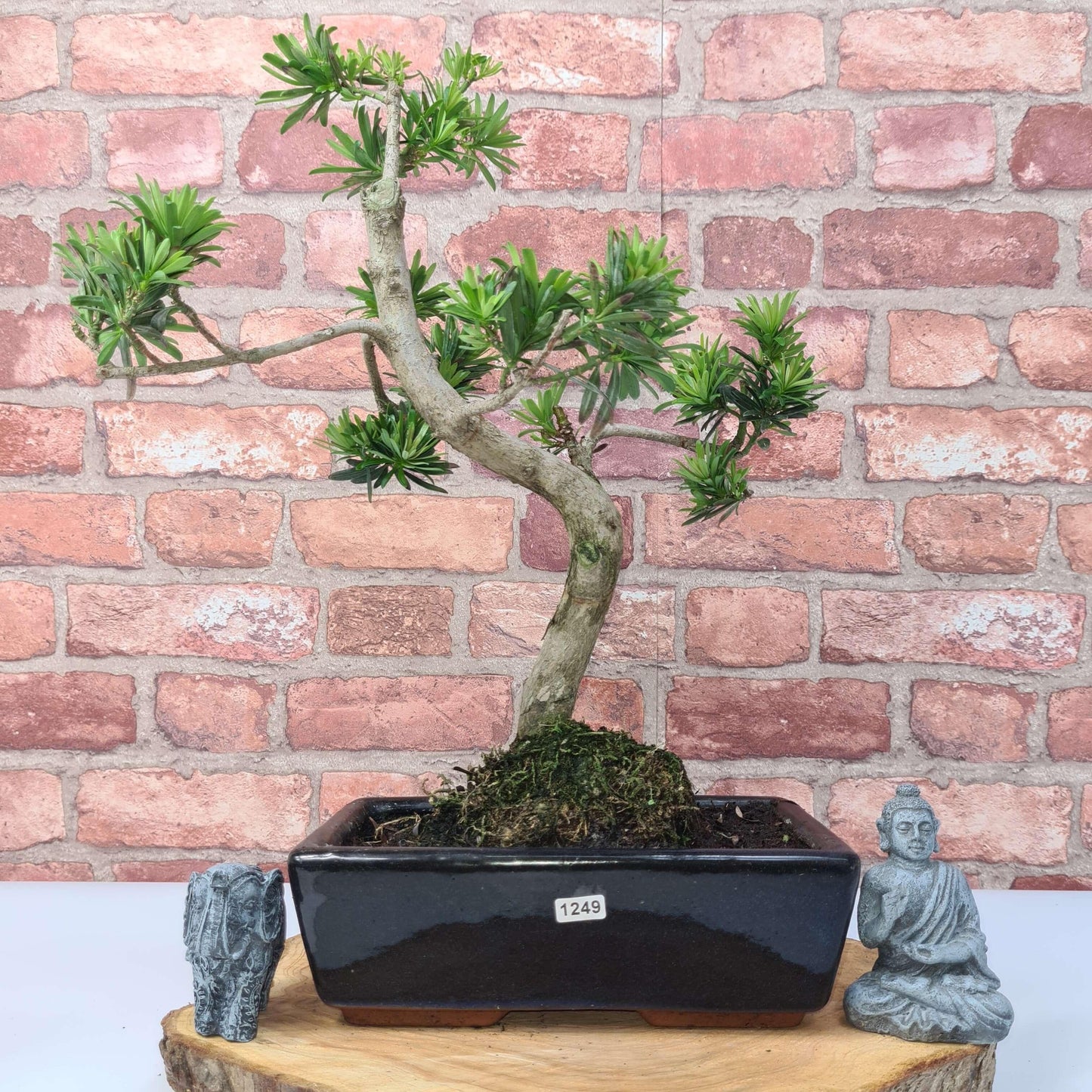 Buddhist Pine (Podocarpus Micro) Bonsai Tree | Shaped | In 30cm Pot