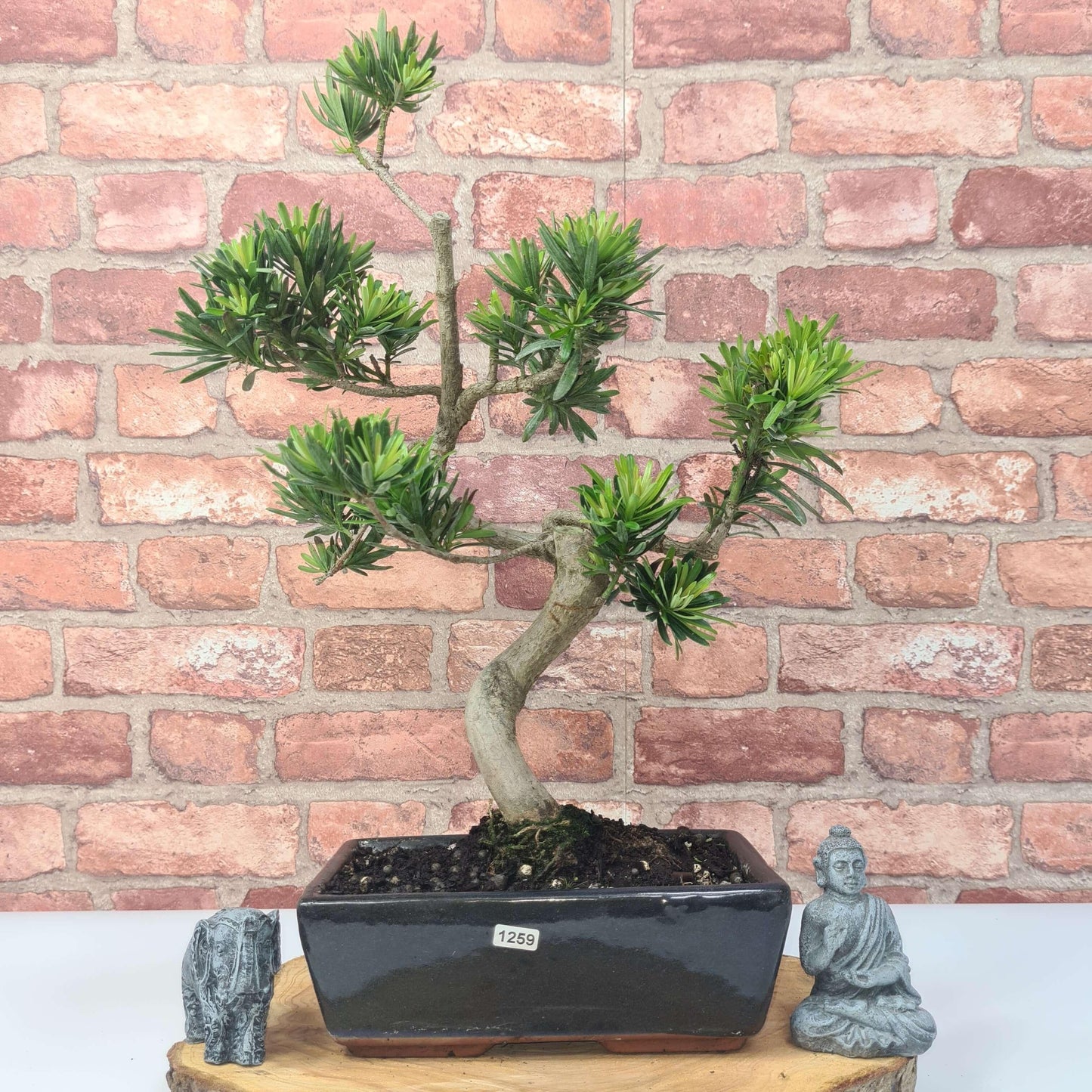 Buddhist Pine (Podocarpus Micro) Bonsai Tree | Shaped | In 30cm Pot