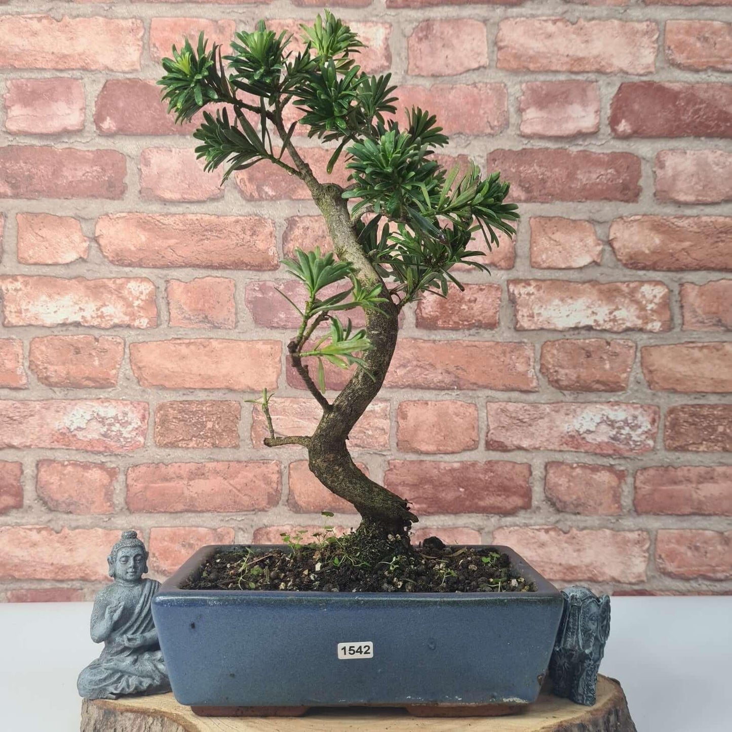Buddhist Pine (Podocarpus Micro) Bonsai Tree | Shaped | In 30cm Pot