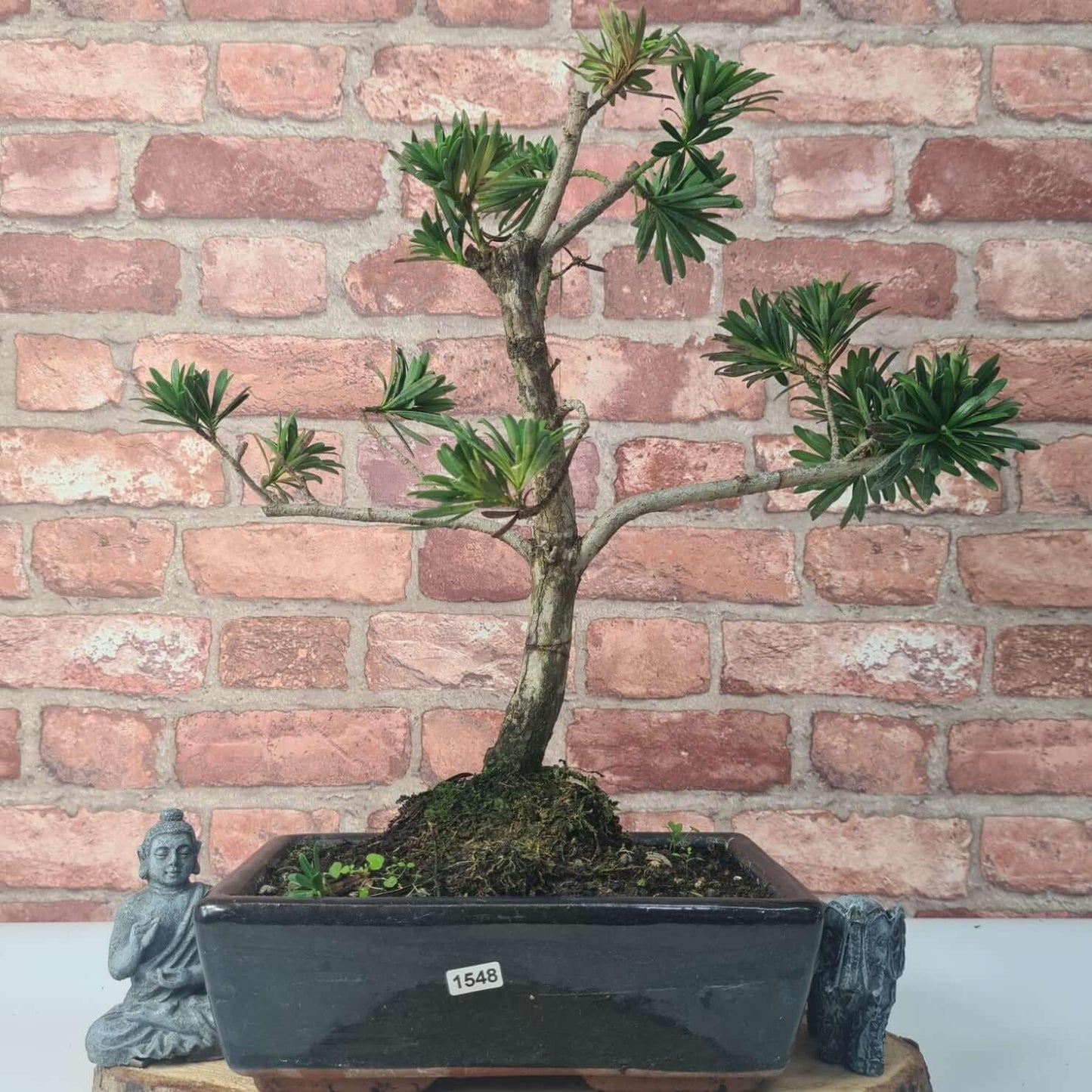 Buddhist Pine (Podocarpus Micro) Bonsai Tree | Shaped | In 30cm Pot