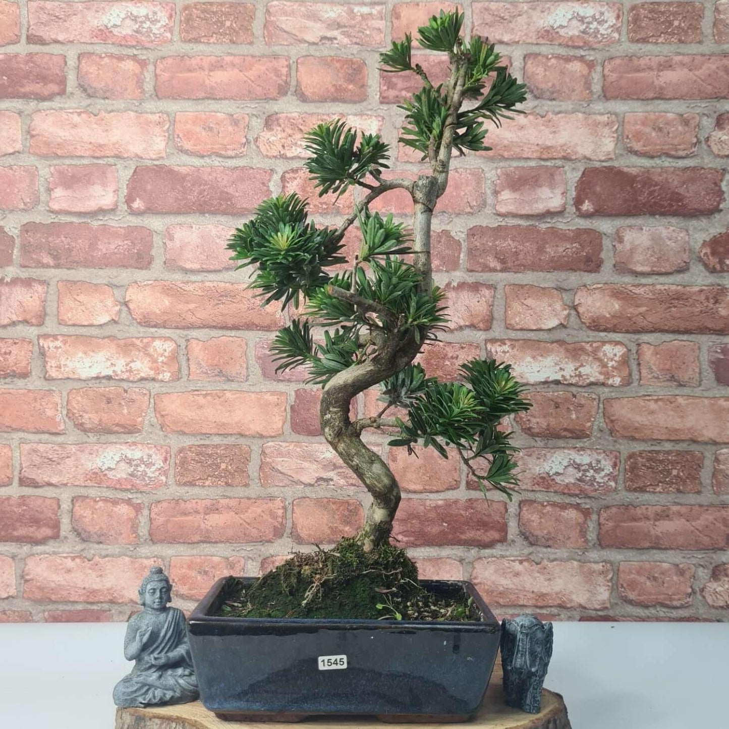 Buddhist Pine (Podocarpus Micro) Bonsai Tree | Shaped | In 30cm Pot