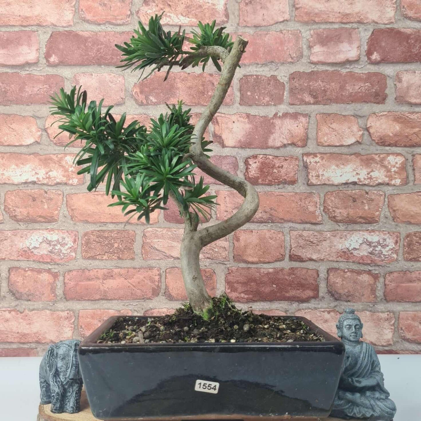 Buddhist Pine (Podocarpus Micro) Bonsai Tree | Shaped | In 30cm Pot