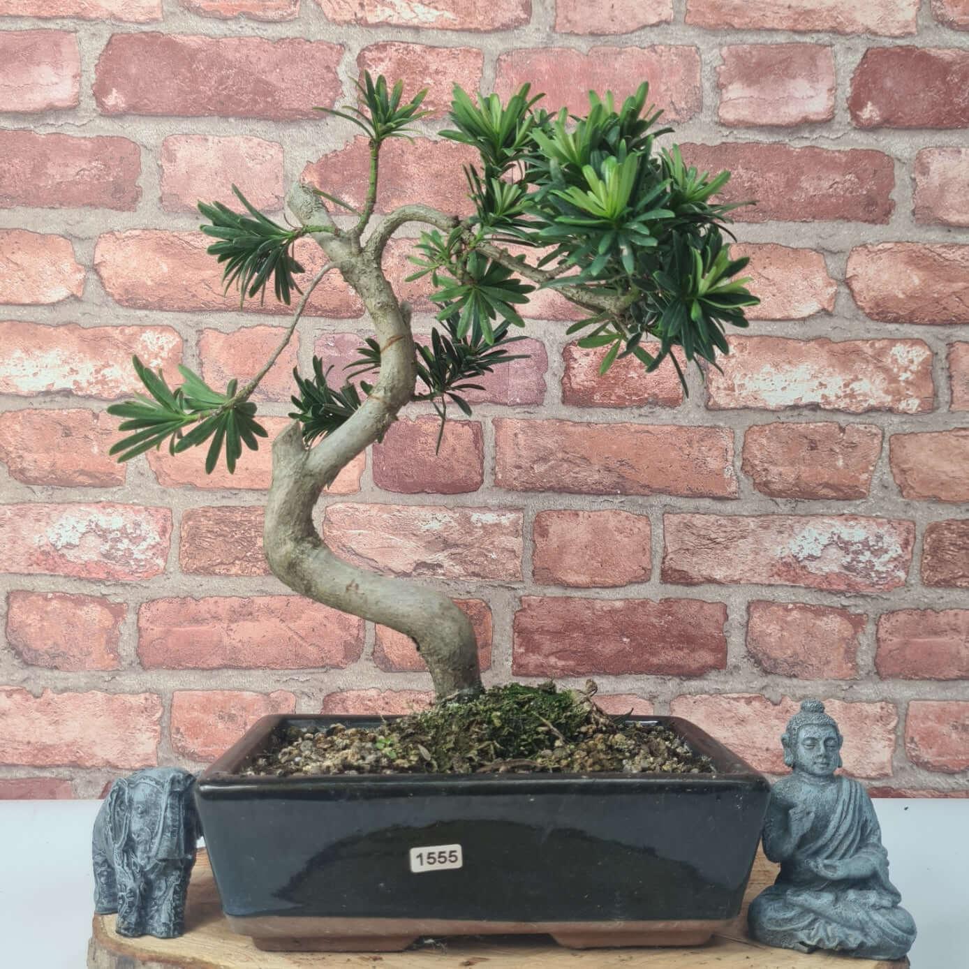 Buddhist Pine (Podocarpus Micro) Bonsai Tree | Shaped | In 30cm Pot