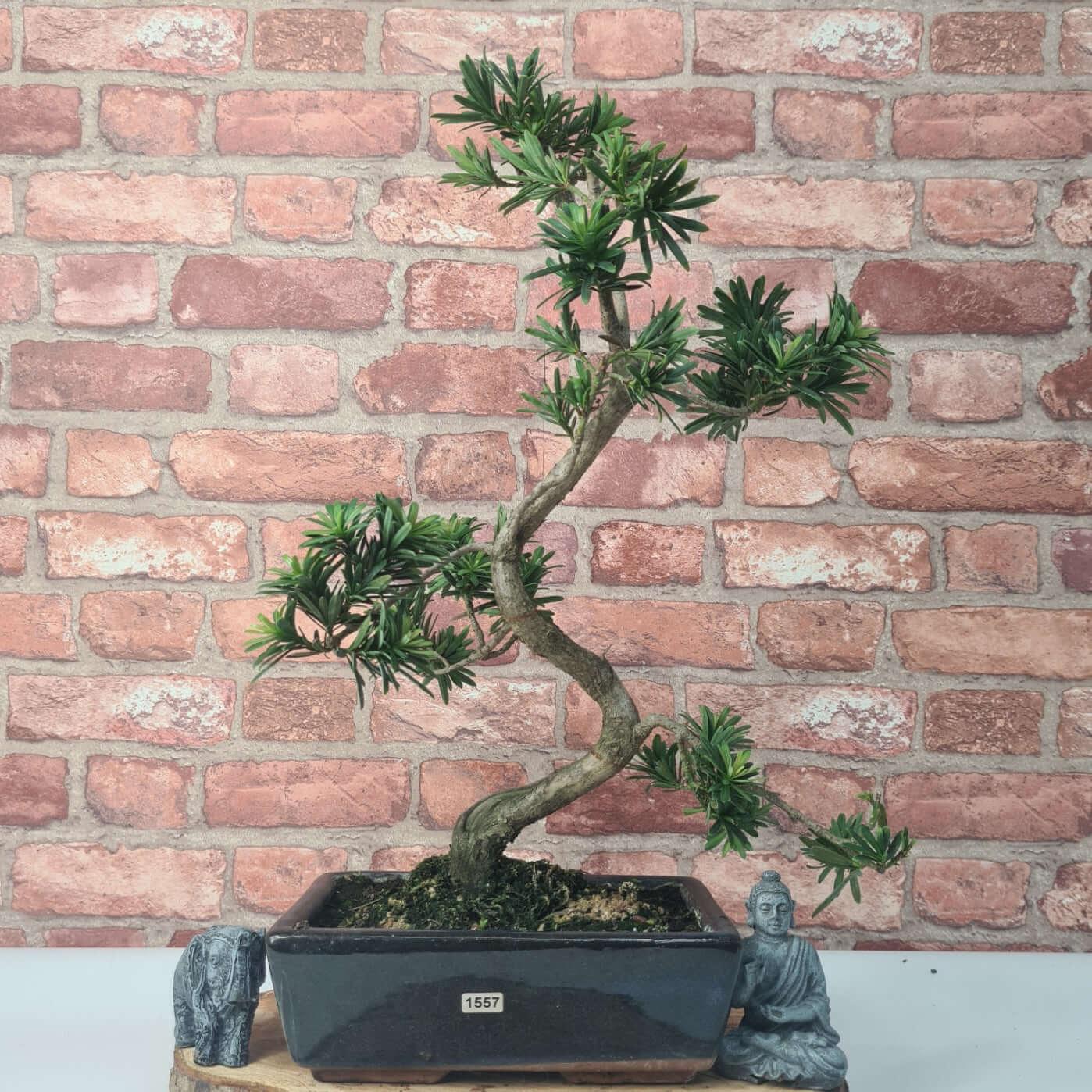 Buddhist Pine (Podocarpus Micro) Bonsai Tree | Shaped | In 30cm Pot
