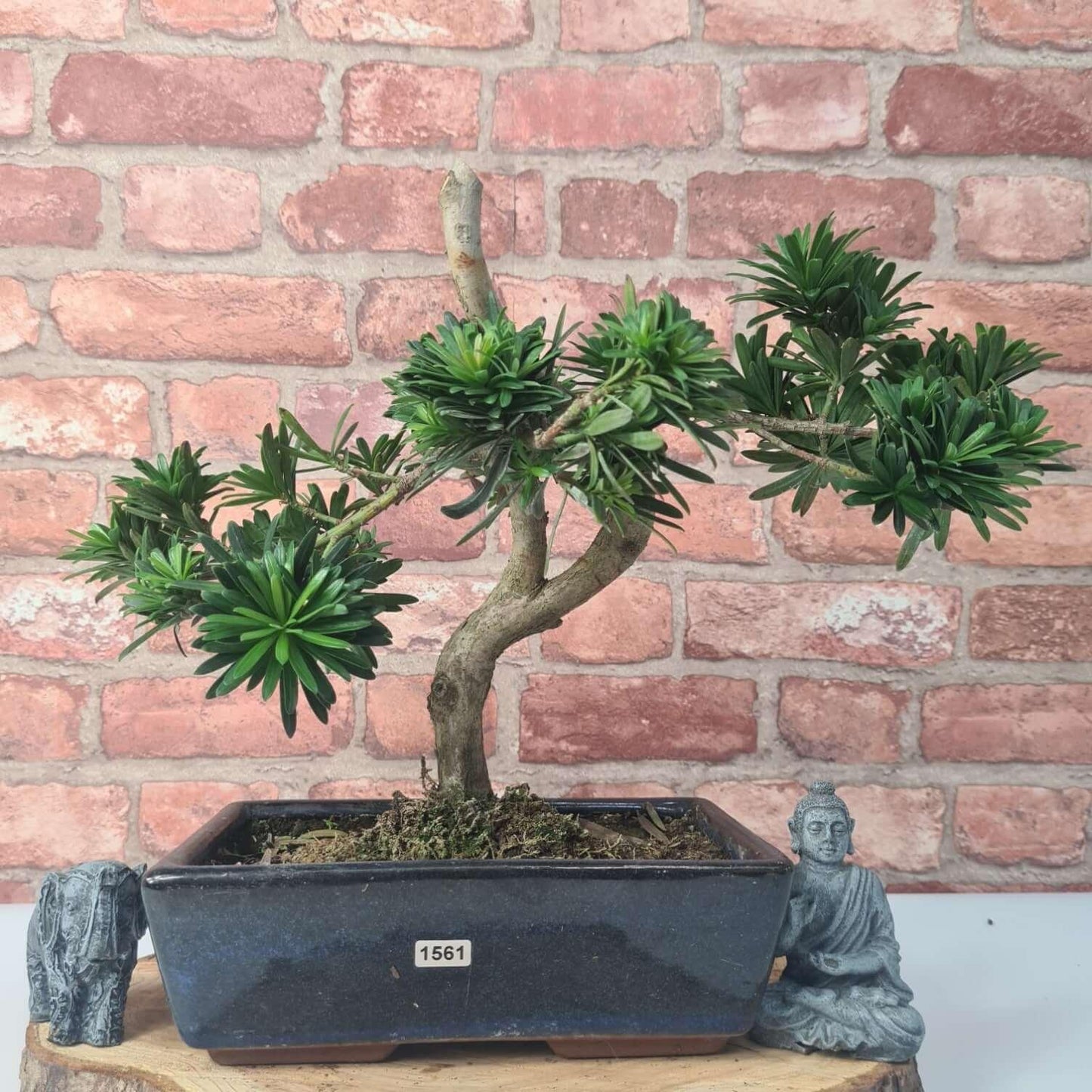Buddhist Pine (Podocarpus Micro) Bonsai Tree | Shaped | In 30cm Pot