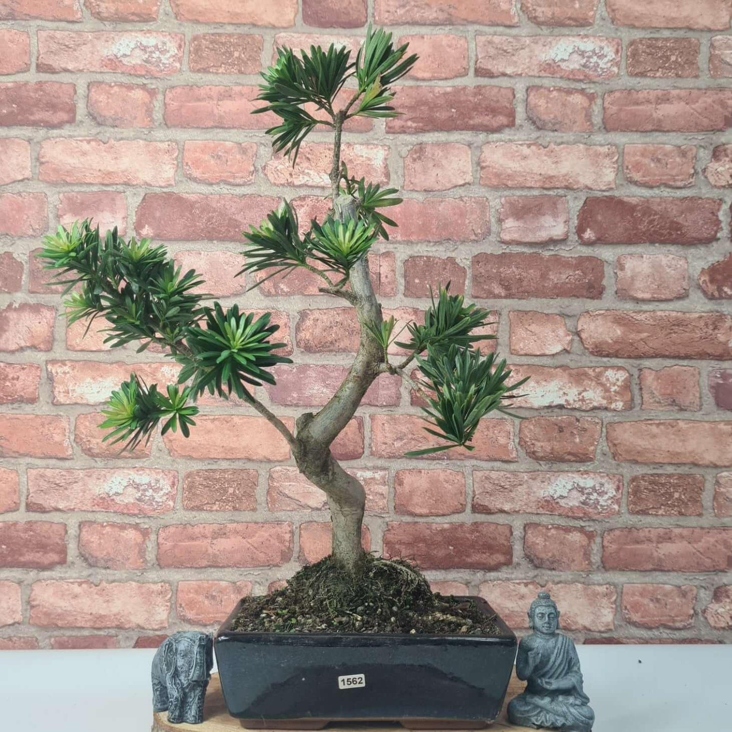 Buddhist Pine (Podocarpus Micro) Bonsai Tree | Shaped | In 30cm Pot