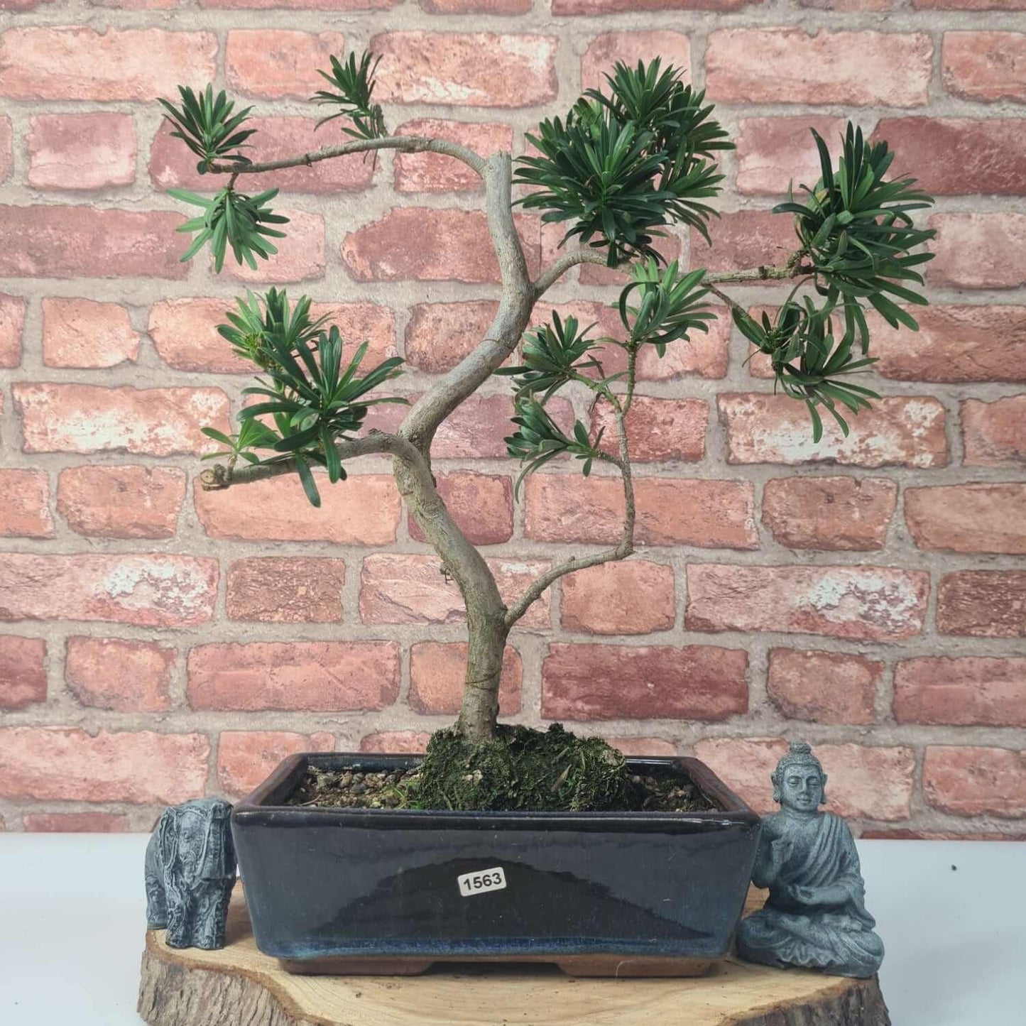 Buddhist Pine (Podocarpus Micro) Bonsai Tree | Shaped | In 30cm Pot