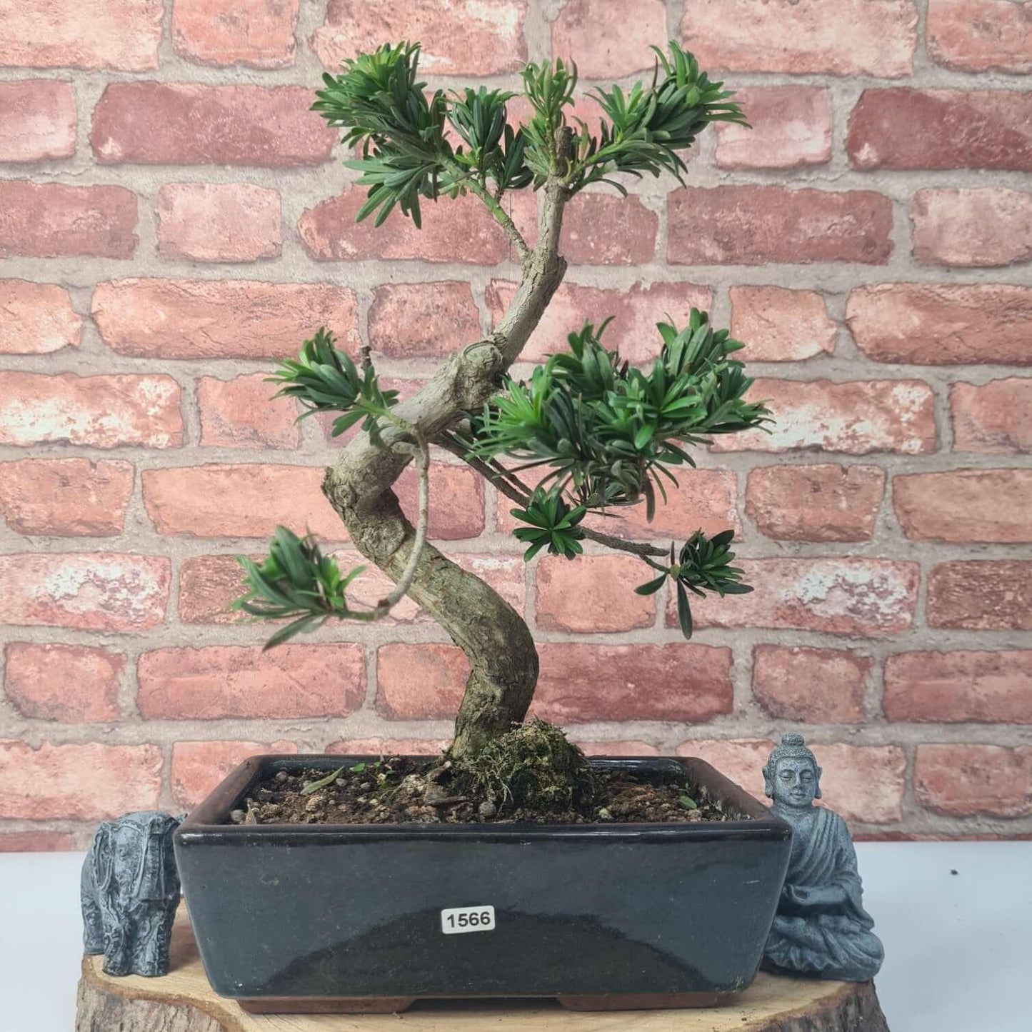Buddhist Pine (Podocarpus Micro) Bonsai Tree | Shaped | In 30cm Pot