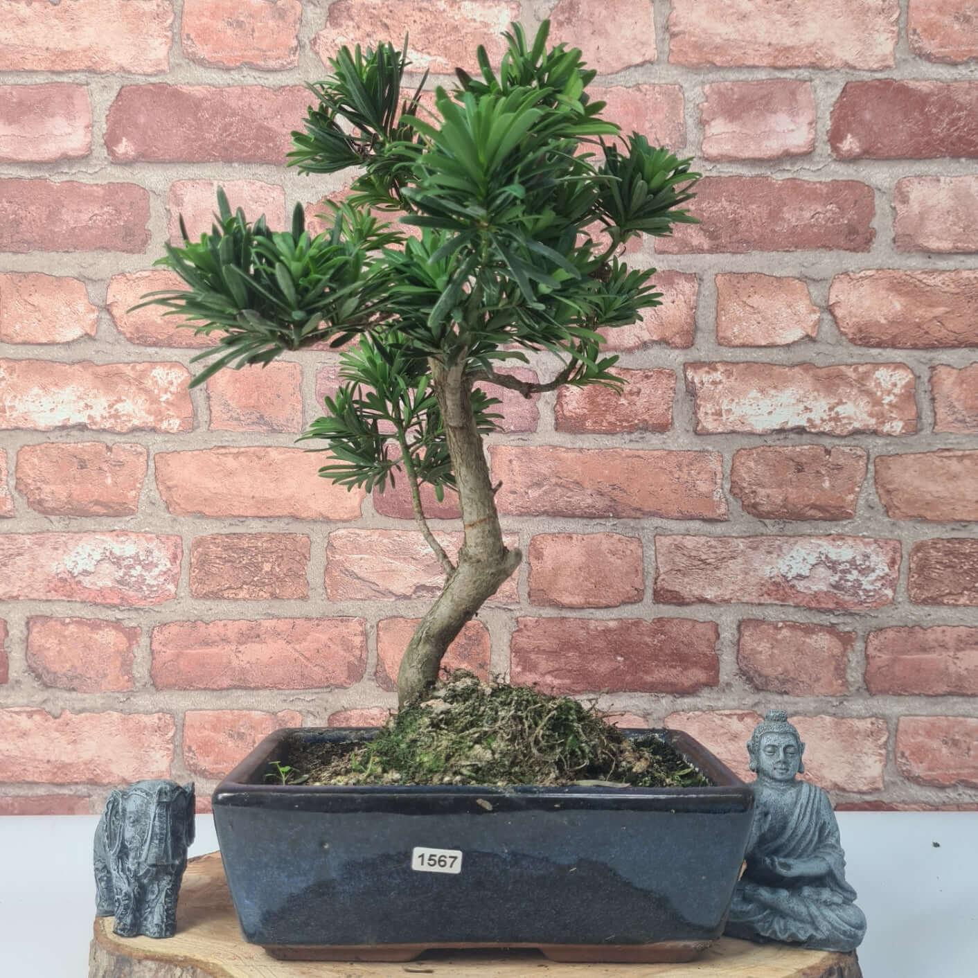 Buddhist Pine (Podocarpus Micro) Bonsai Tree | Shaped | In 30cm Pot