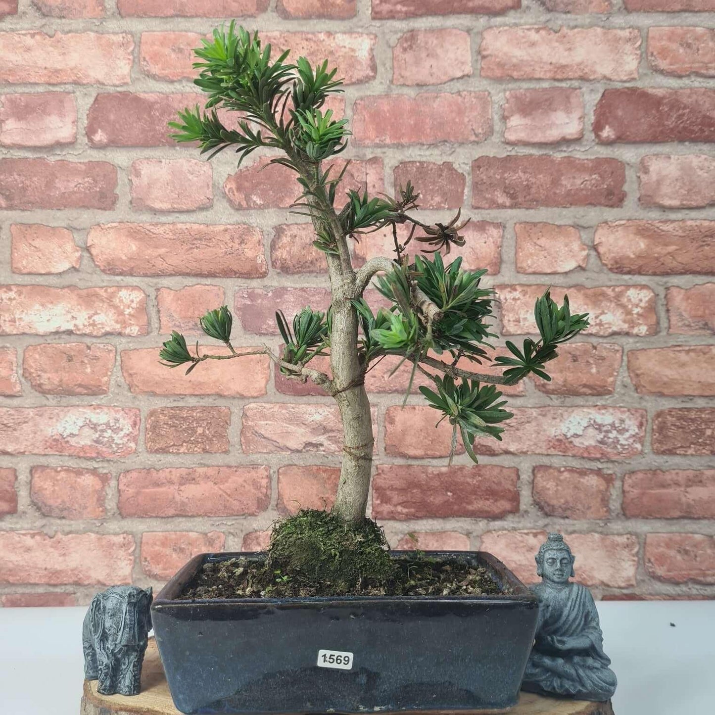 Buddhist Pine (Podocarpus Micro) Bonsai Tree | Shaped | In 30cm Pot