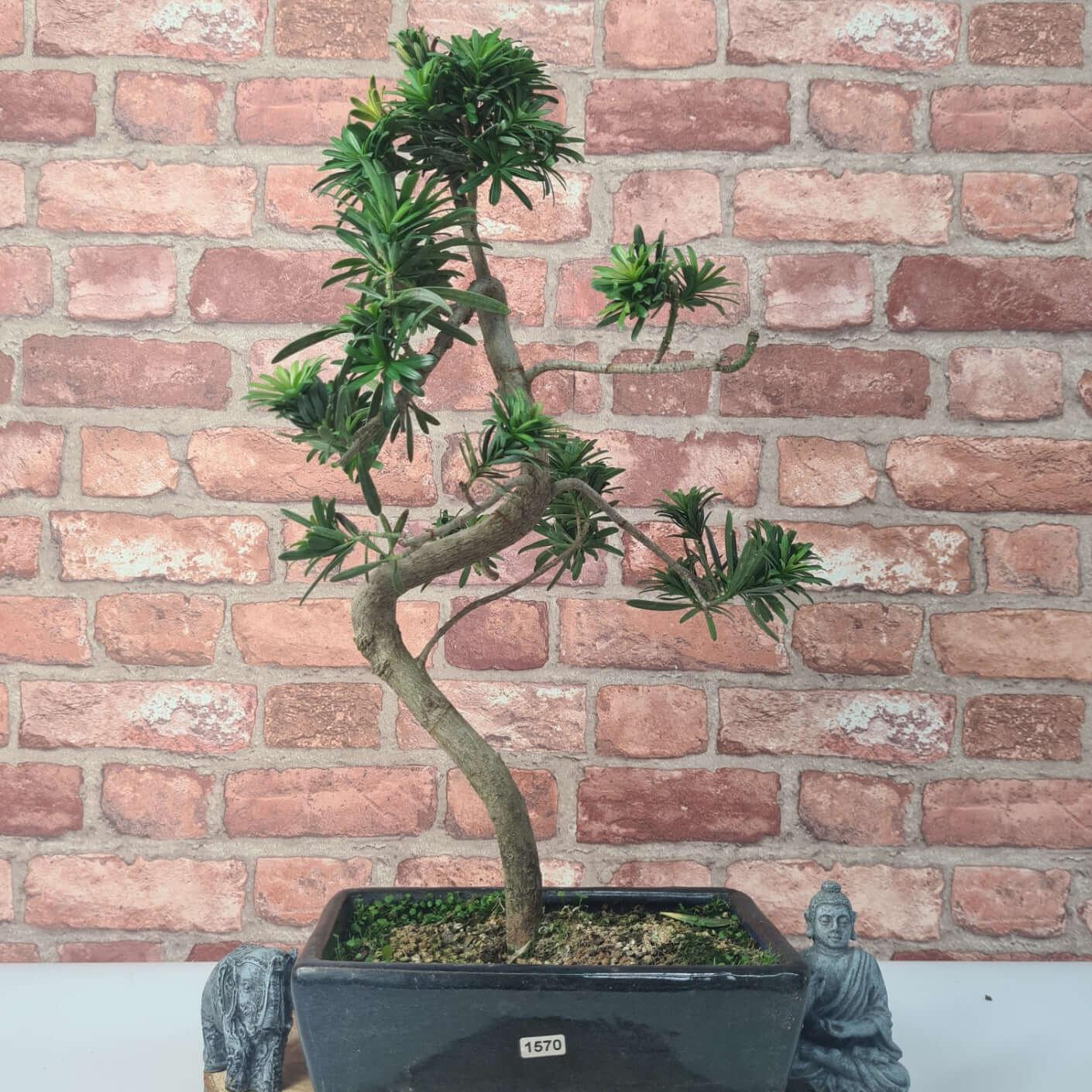 Buddhist Pine (Podocarpus Micro) Bonsai Tree | Shaped | In 30cm Pot