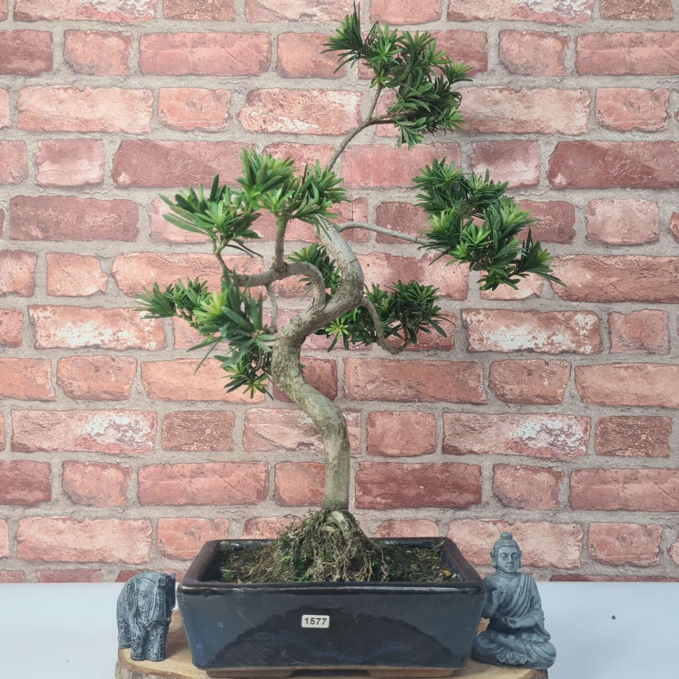 Buddhist Pine (Podocarpus Micro) Bonsai Tree | Shaped | In 30cm Pot