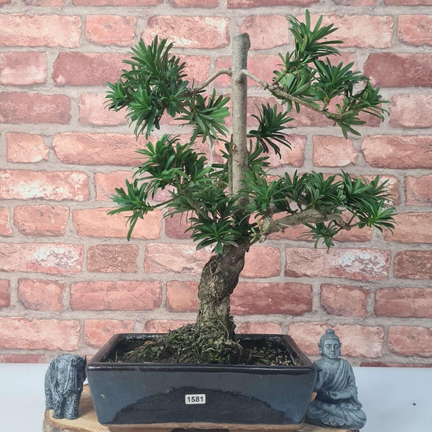 Buddhist Pine (Podocarpus Micro) Bonsai Tree | Shaped | In 30cm Pot