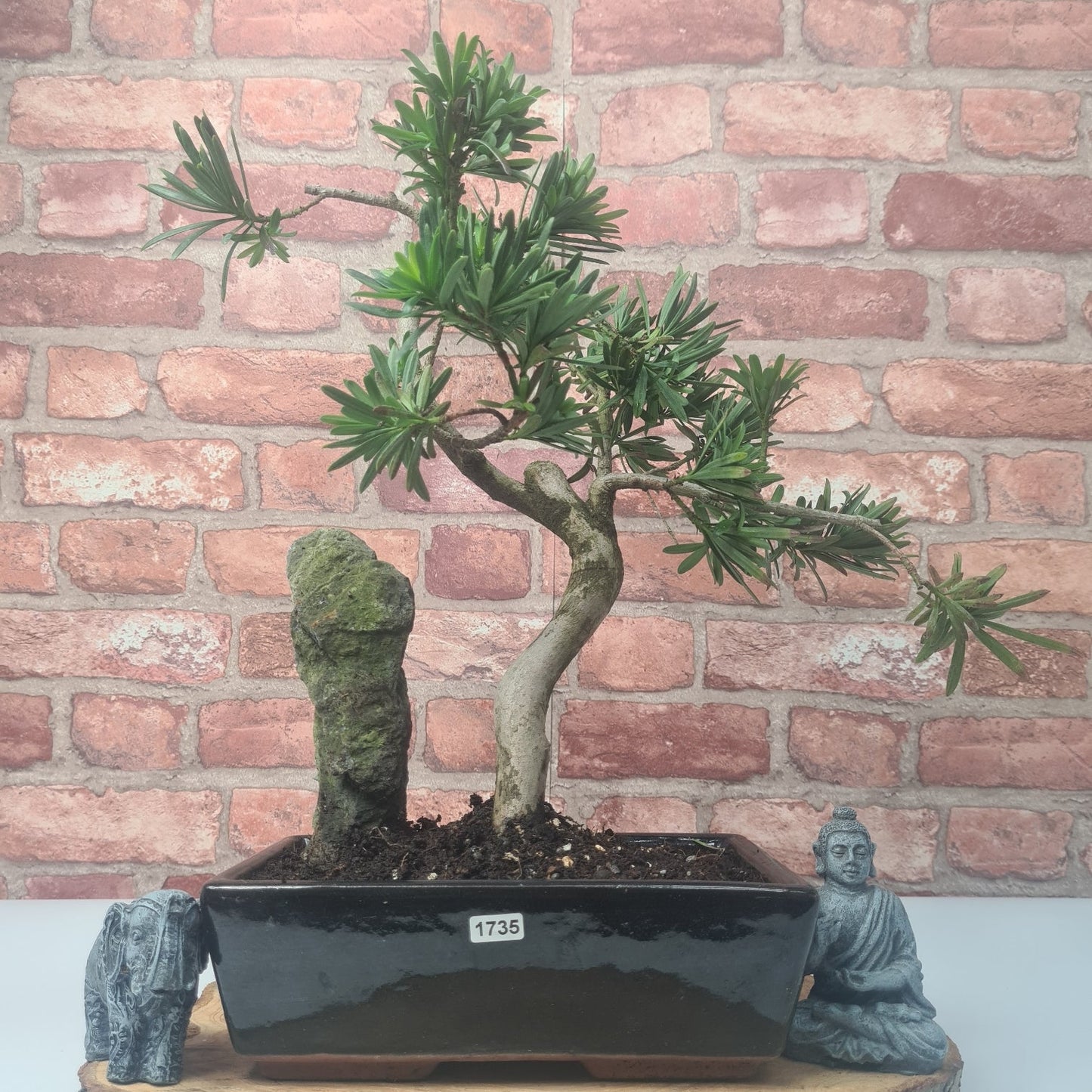 Buddhist Pine (Podocarpus Micro) Bonsai Tree | Shaped | In 30cm Pot