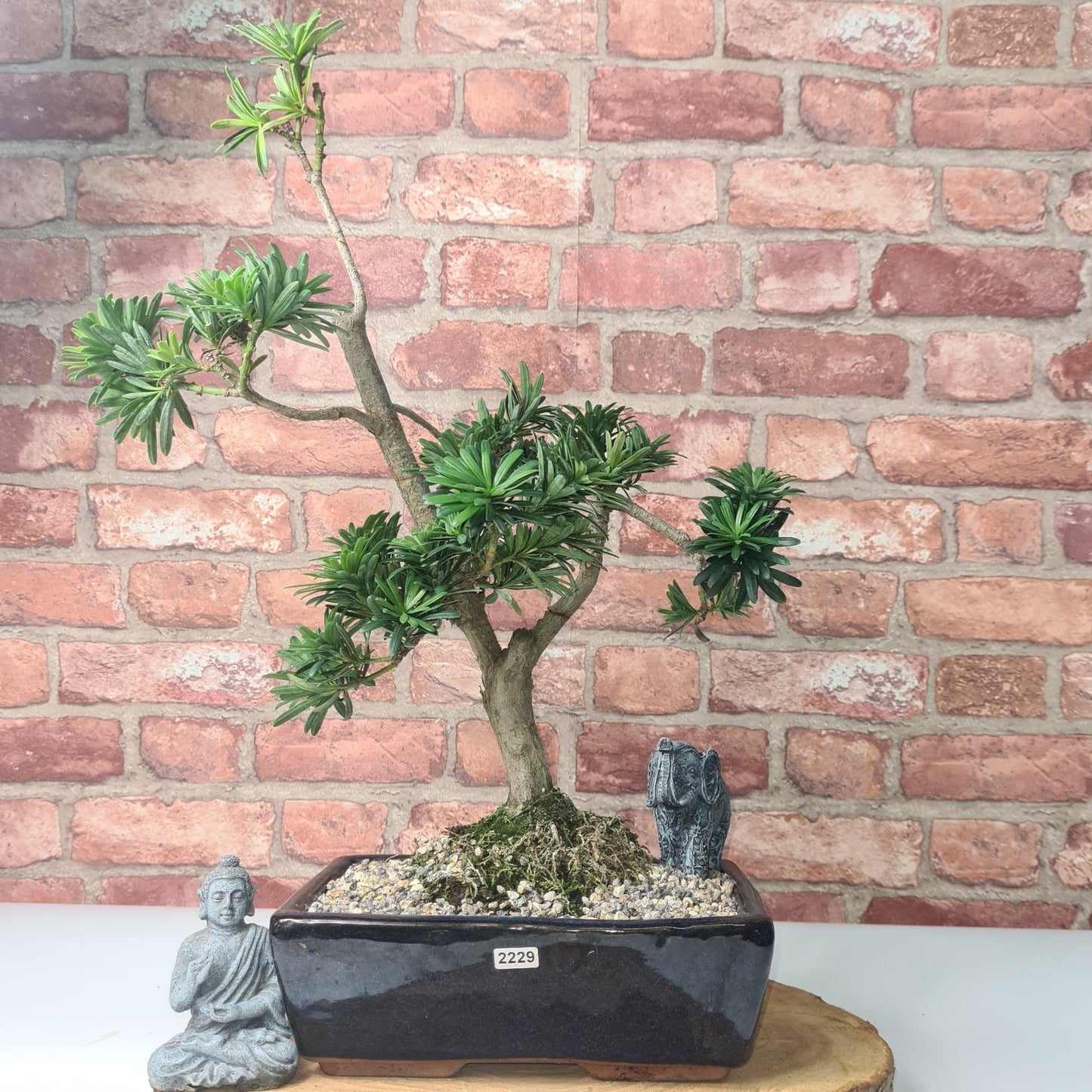 Buddhist Pine (Podocarpus Micro) Bonsai Tree | Shaped | In 30cm Pot