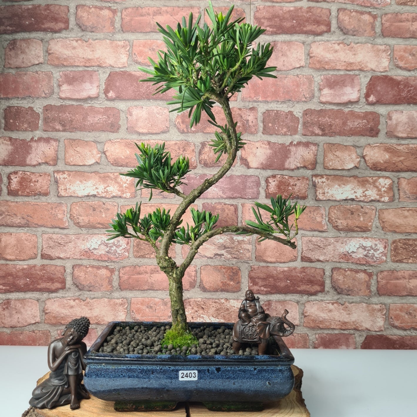 Buddhist Pine (Podocarpus Micro) Bonsai Tree | Shaped | In 30cm Pot