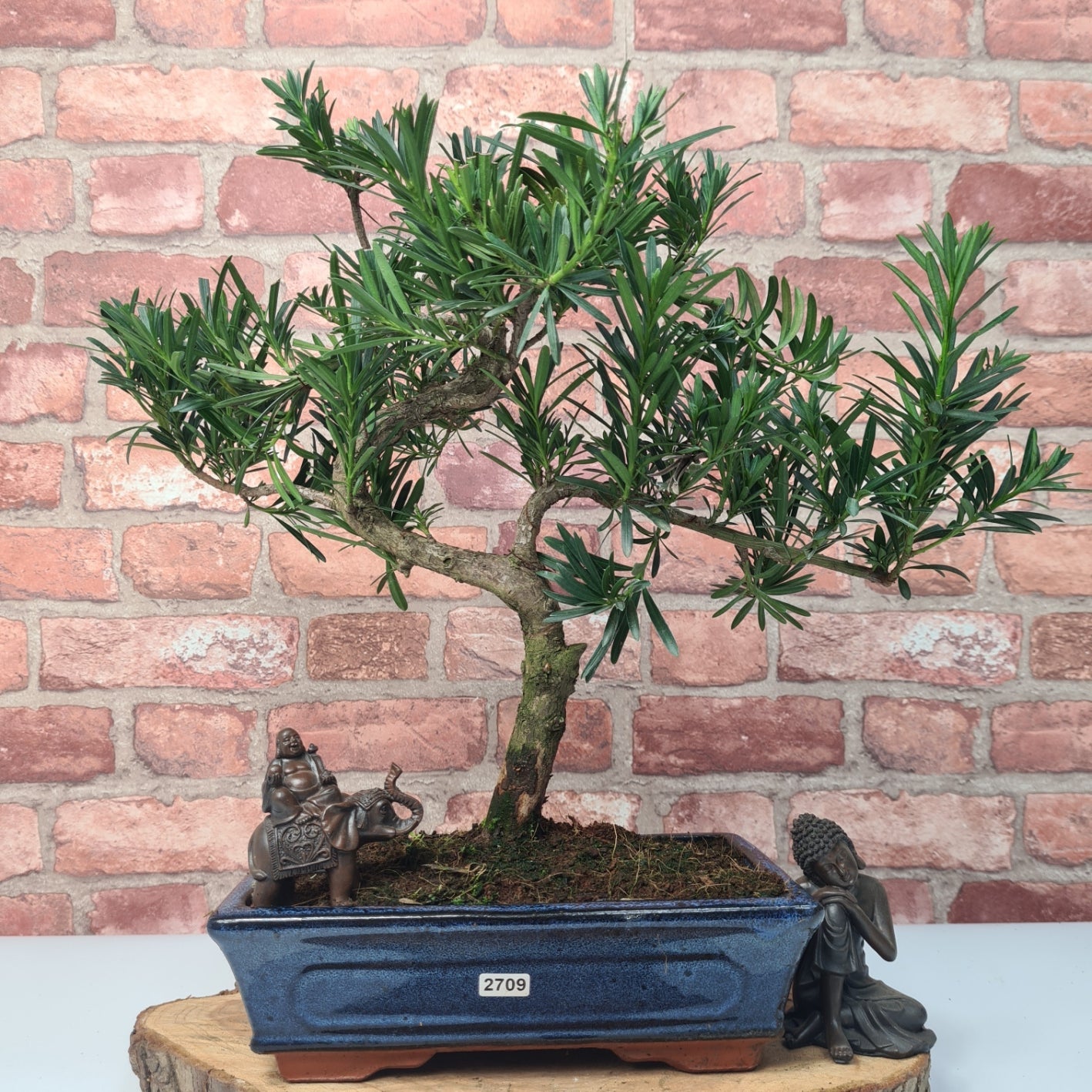Buddhist Pine (Podocarpus Micro) Bonsai Tree | Shaped | In 30cm Pot