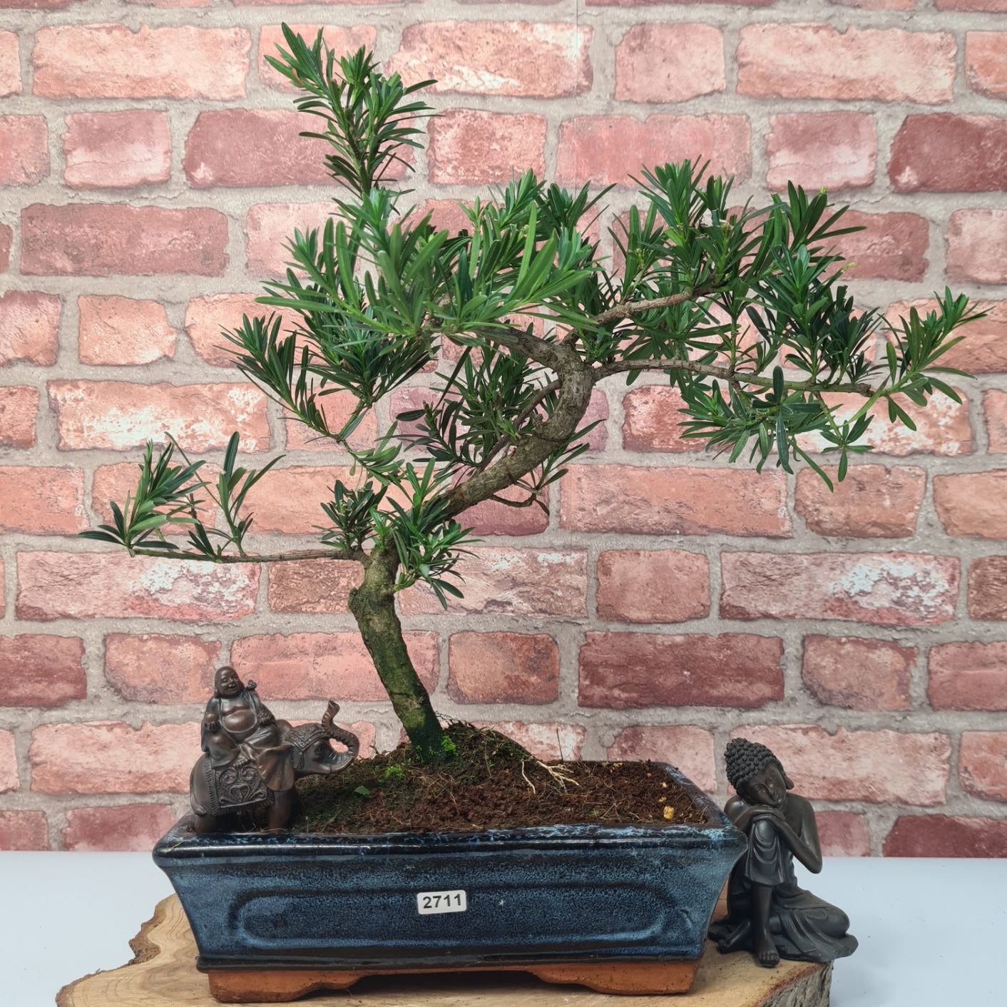 Buddhist Pine (Podocarpus Micro) Bonsai Tree | Shaped | In 30cm Pot