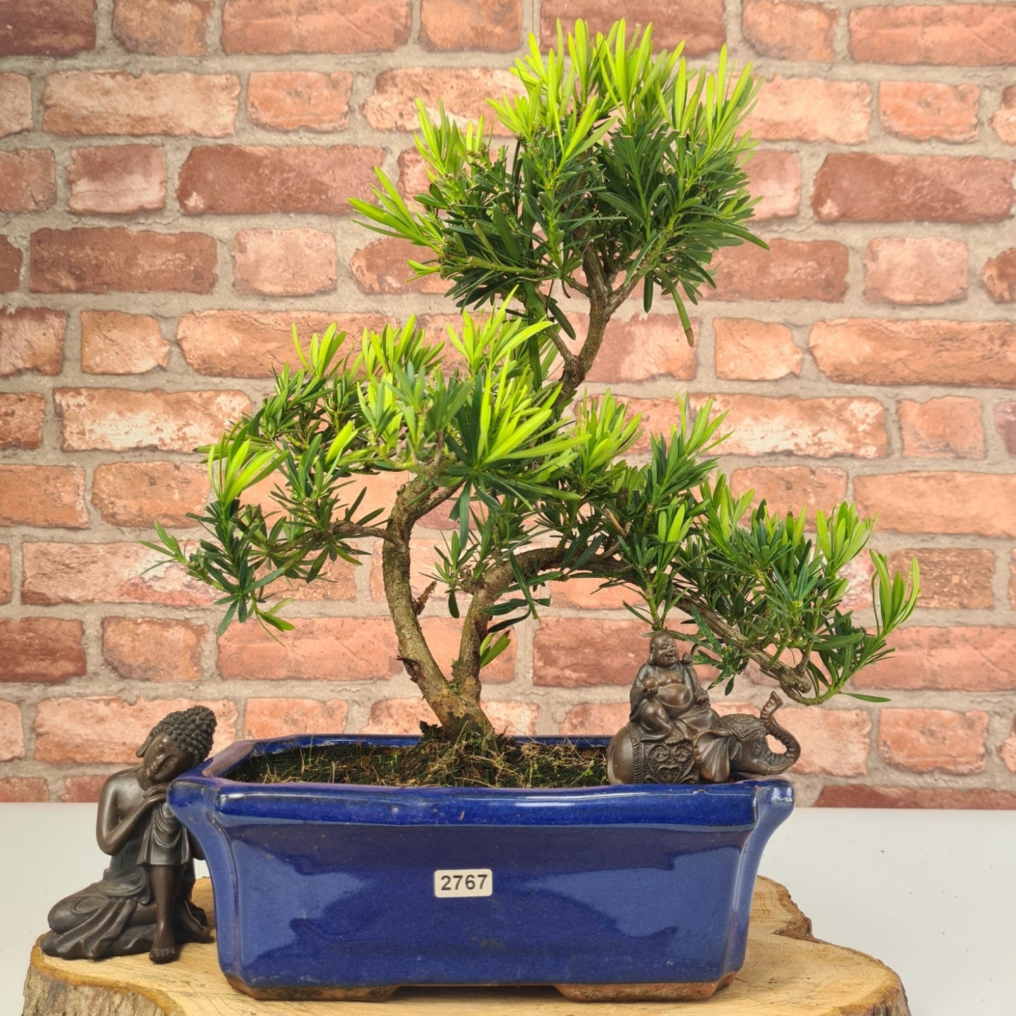Buddhist Pine (Podocarpus Micro) Bonsai Tree | Shaped | In 30cm Pot