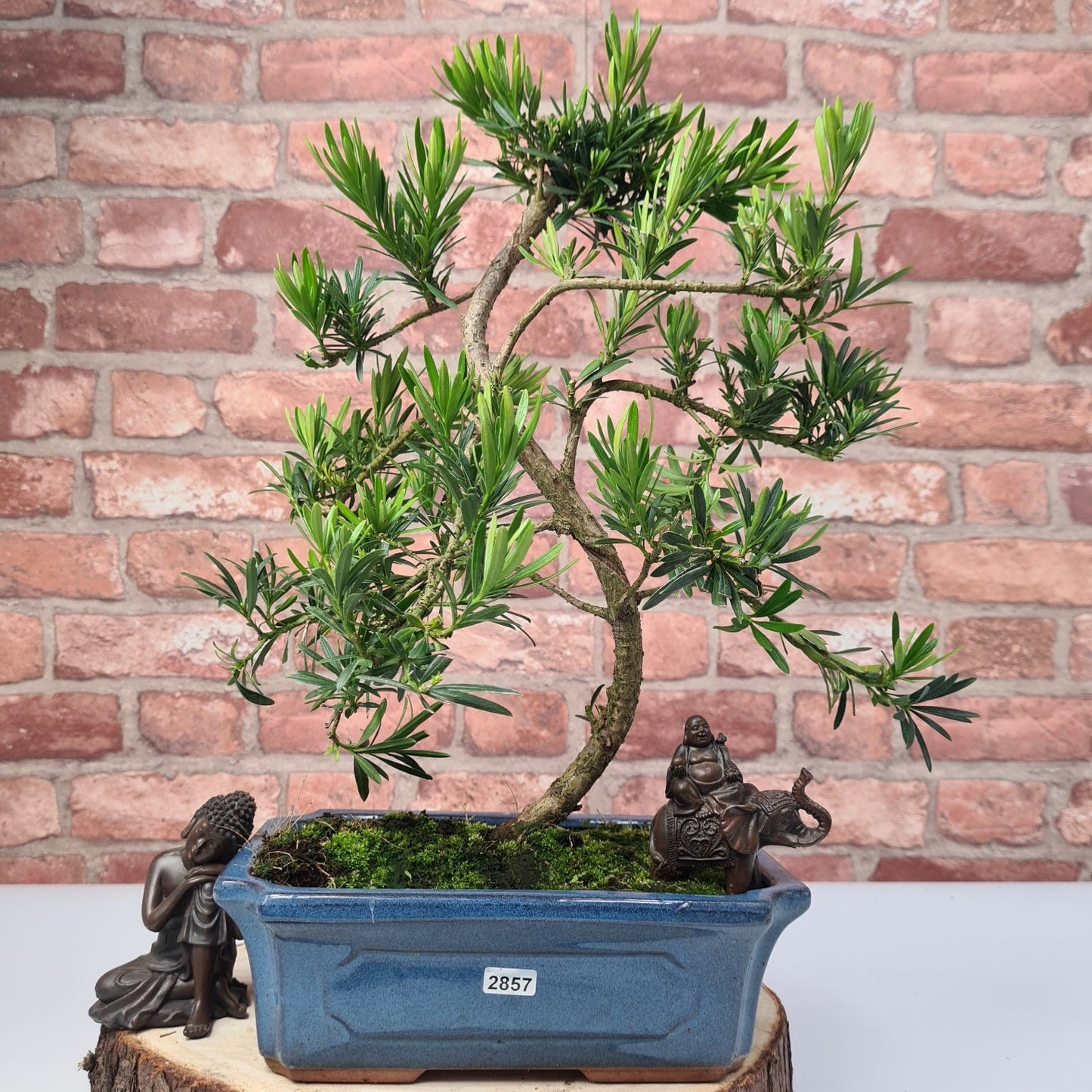 Buddhist Pine (Podocarpus Micro) Bonsai Tree | Shaped | In 30cm Pot