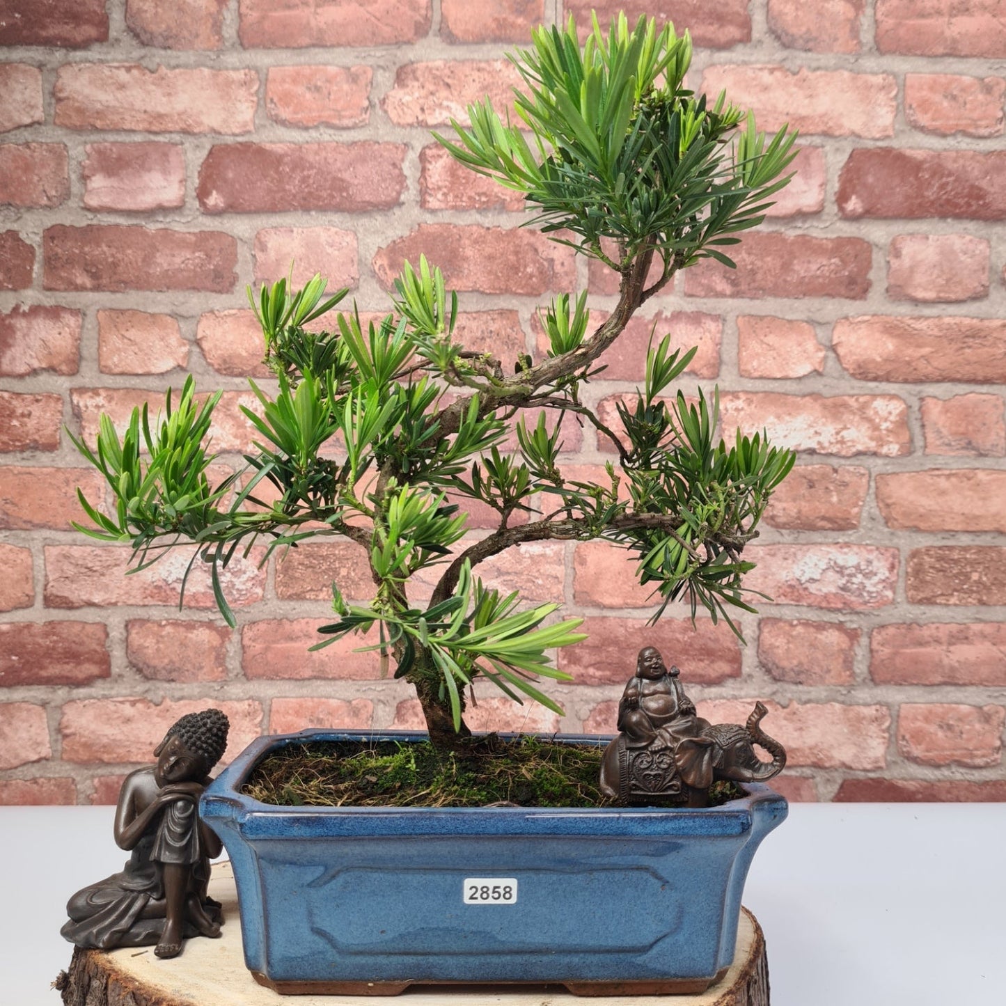 Buddhist Pine (Podocarpus Micro) Bonsai Tree | Shaped | In 30cm Pot