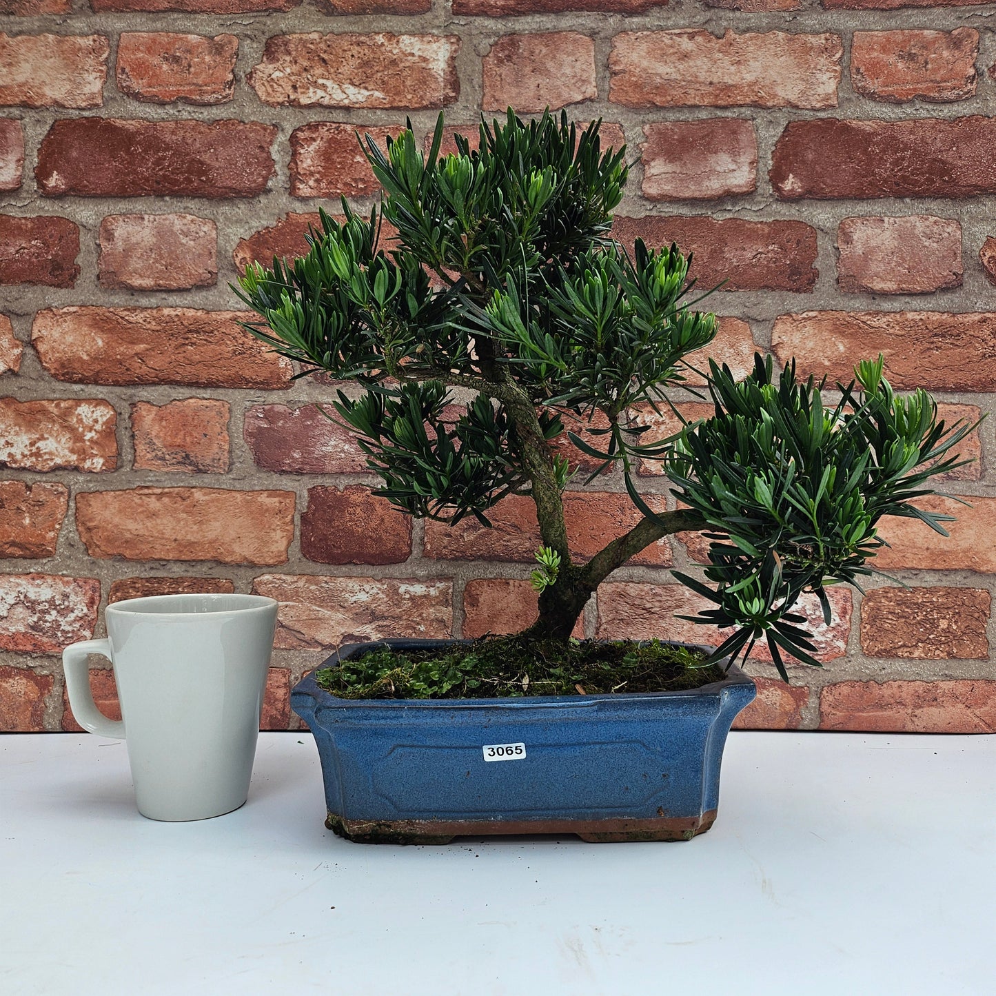 Buddhist Pine (Podocarpus Micro) Bonsai Tree | Shaped | In 30cm Pot