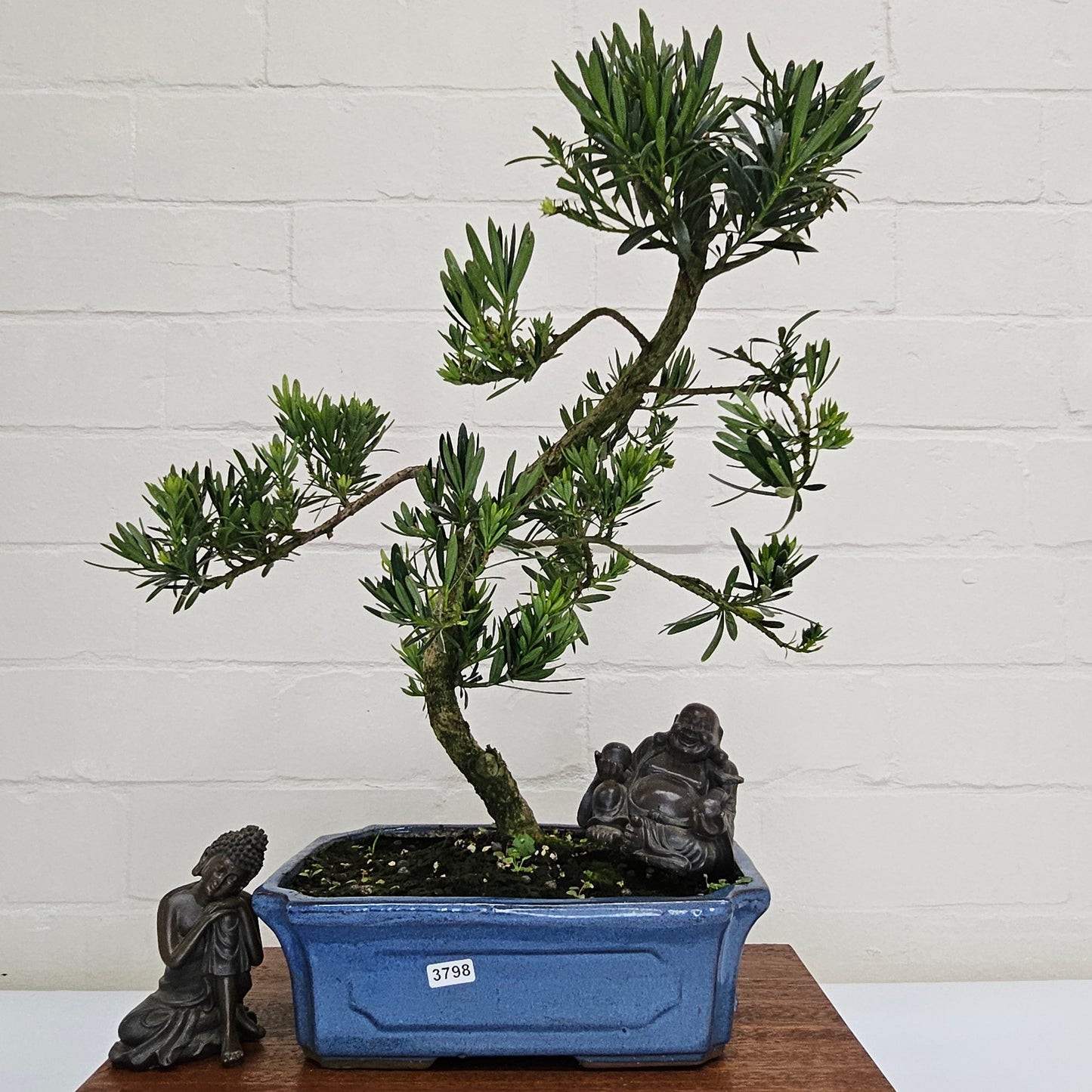 Buddhist Pine (Podocarpus Micro) Bonsai Tree | Shaped | In 30cm Pot