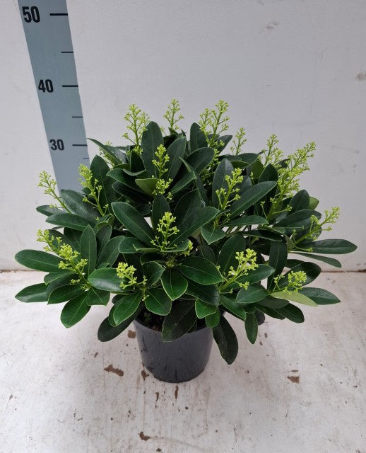 Skimmia japonica 'Finchy' 10.5cm / 2L / 5L